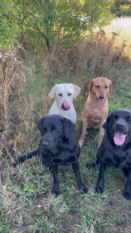 Not long now  #labradorretriever #retrievers #chapelfarmdogfood #chocolatelab #foxredlab #yellowlab #blacklab #training #teampureflax #gundogtrainer  #slingleygundogs #pickingupteam #fielddoglife # #gundog #instavideo