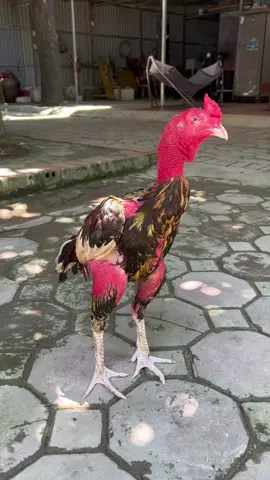 Khoe lắm rồi ,nhưng không nhìn thấy gì , thương em lắm ,còn 1 mắt thì có phải tốt ko