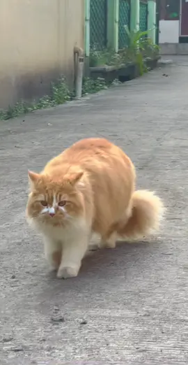 Jalan-jalan yang penuh kekhawatiran,awas kang karung 🥸🤣 #kucinggembul #kycinglucu #kucingtakut #kucinglucugemesin #catsoftiktok #catviral #trandingvideo #fypシ゚viral #fypdongggggggg #jalansehat #lucubanget 