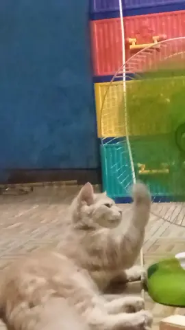 Dia suka bgt maenin kipas begitu🥲🥲#fyp #catsoftiktok #kucinglucu @
