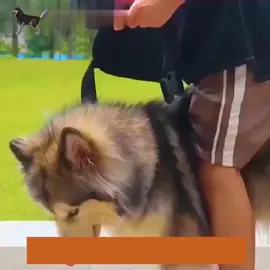 Makes Walking Dogs Easier! #dog #doghealth #fyp