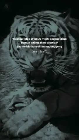 #harimau #harimauputih