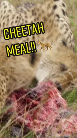 Listen to that MEAT #fyp #fypシ #animals #animalsoftiktok #animalsdoingthings #asmr #asmrsounds #asmrfood #Foodie #cute #wildlife #wildliferescue #EduTok #education #themoreyouknow #LearnOnTikTok 