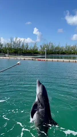Everyone, meet Nina. 🐬 #dolphins #tricks #flips #ninathedolphin #bahamas 