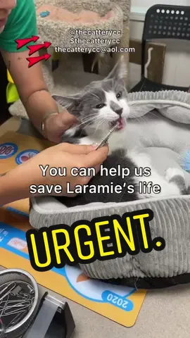 Helping Laramie overcome this. #makingadifference #cats #shelter #rescuecat #fip #fipwarrior #rescueanimals #helpneeded #helpwanted #howtohelp #urgent