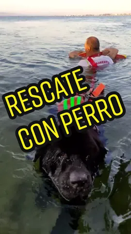 Rescate acuático canino con grescansalvamento .#rescate #rescatecanino #salvamento #terranova #perros #salvarvidas #sos #socorrista #rescatador #perro #viral