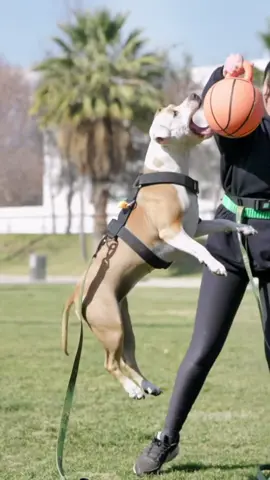 Nunca olvides lo importante que eres en la vida de tu perro 🖤 #chile #perro #mascota #pet #perros #amor #adiestramientocanino