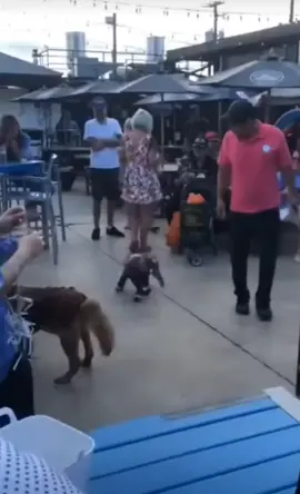 This is adorable 🥲 #fyp #foryoupage #funnyanimal #funny #funnyvideo #funnyvids #animals #cute #cuteanimals 