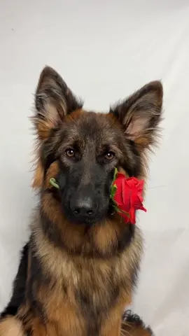 #shepherd #germanshepherd #deutscherschäferhund #schäferhund #hund #hunde #dog #dogs