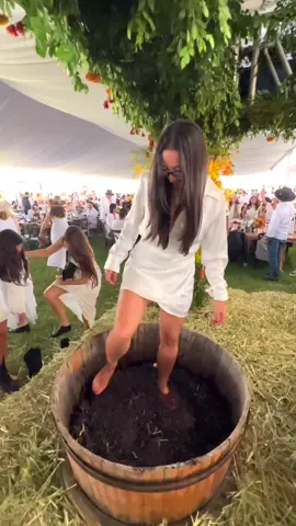 Así fue la vendimia en el viñedo @Cuna de Tierra 🍷 #viñedo #cunadetierra #vendimia