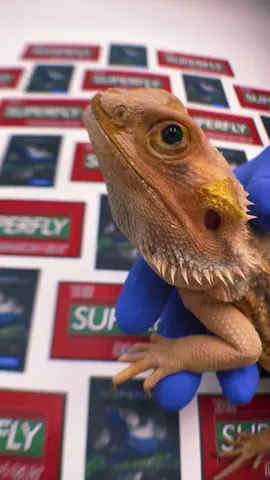 #beardeddragon#beardiesoftiktok#beardeddragonsoftiktok#beardies#dragon#reptiles#reptile#pet#pettok#petlover#animalsoftiktok#satisfying#satisfyingvideo#foryou#foryoupage#fypage#fypシ#breeder#fyp#reptilesoftiktok#🤯#😈#🐉#exotic#exoticpets#exoticpetsoftiktok #photography#viral#viralvideo#art#artist#boss#new#trending#fypageシ#foryourpage#zoo#zoos