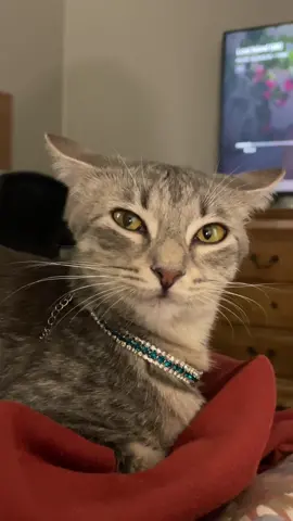 It’s the ears back for me 😅 #cateyes #cattok #ReTokforNature #fyp 