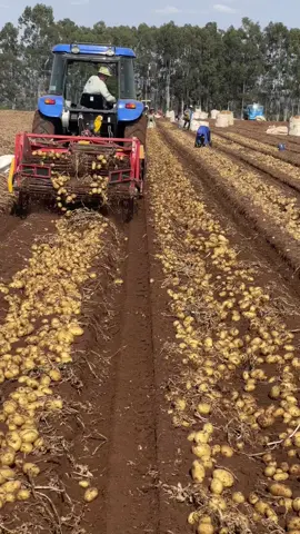 #roça#batata#galeradabatata🥔 #newholland 