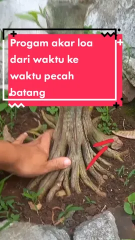 progam loa dari pecah batang dari waktu ke waktu #bonsai #bonsaitree #bonsaitips #fyp