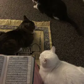 Islam is beautiful #muslim #muslimhijrah #cat #fyp