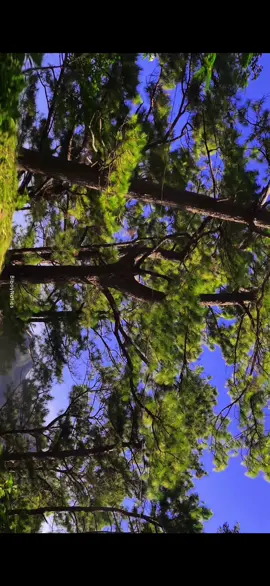 BUCARI LEON NATURE ❤️🌲🍁#biboynatics  #iloilocityoflove🇵🇭❤️😍🤗 #iloilocinematic #iloiloaesthestic #fyppppppppppppppppppppppp #natureofiloilo #fyp #bucarileoniloilo #bucari #leonbucariphilippines 