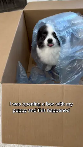 I can’t with this little guy 😆 Huxley is an expert box wrangler though. Never leaves an open box empty 📦 #pandapuppy #funnydog #cutepuppies #dayinthelife 
