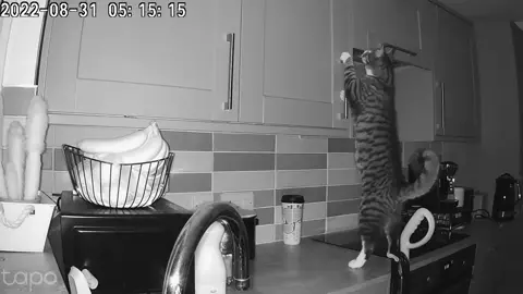 So how does my cat open cupboard doors?  By using the handles...#kitten #cat #kittensoftiktok #catsoftiktok #intelligent 