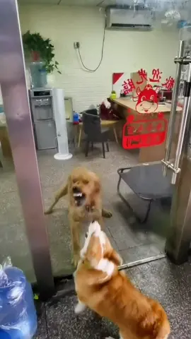 So funny#😂 #funny#dog#corgi #fight #cute #haha