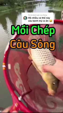 Trả lời @Hưng  Câu Sông Của Đài Thủ Trung Được 2 Con Cá Chép Luôn Nhé. #kysucanthu #cauca #moicau