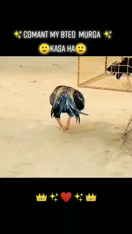 #ustadalamsheri #tarding #aseellovers #mianwali #murgaBazi #viral #ASEEL #BRAND #fighter #aseelbeauty #@0785 #ZeeshanAli 