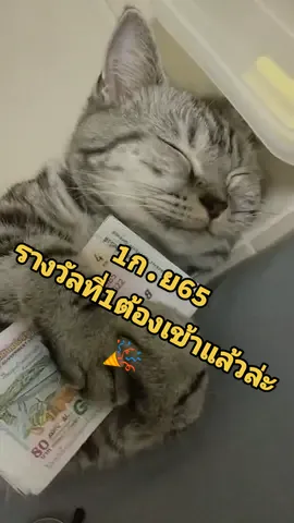 แมวพามีให้โชครางวัลที่1ต้องเข้าแม่แล้วล่ะ😻🎉 #รางวัลไหญ่ต้องมาล่ะ #แมวกวักนําโชค #แมวให้คุณ #แมวให้หวย #หวยรัฐบาลงวดนี้ #แมวสก็อตติชโฟลด์