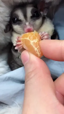 #sugarglider #ReTokforNature #33333