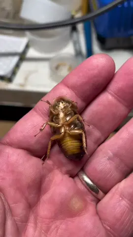 #huffsherps #PetsOfTikTok #zombiesoftiktok #zombieroach #headlessroach #whatthehell