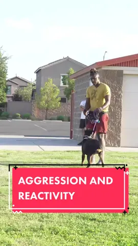 Teaching A Confused Rottie How To Act  ~ #DogTraining #dogtips #dogtrainingtips #doglovers #rottweiler