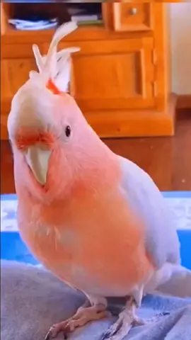 #parrot#amazonparrot#funnyparrot#teamparrot#parrotlove#quakerparrot#parrotlet#parrotstiktok#fyp#foryou#foryoupage