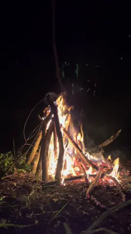 ada yg bisa jelaskan kenapa klo nginap di hutan Kalimantan mesti menghidupkan api di malam hari?....#