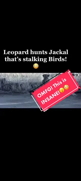OMG!!! Black-backed Jackal didn’t see Leopard whilst it stalks Bird. 😮😮#wildlife #animals #nature #animalsoftiktok #safari #gamedrive #spiceyelle #adventure 