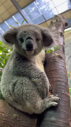 Koen showing off his fingers and toes 🐨 #clevelandmetroparkszoo #futureforwildlife #koala #koalajoey  #babyanimals 