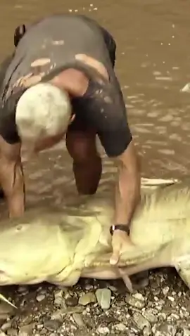 This Fish Is Human Sized! 😅 #rivermonsters #jeremywade #fishing #nature #wildlife #LearnOnTikTok