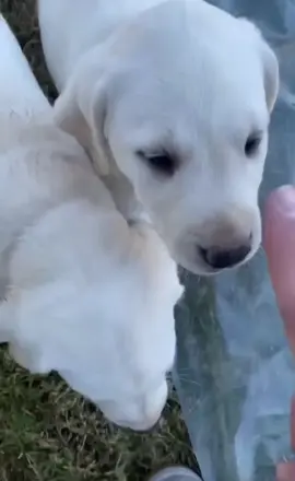 Wait for it, PUPPY RUN !! 🐾🐾❤️