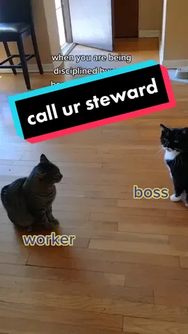 #catsoftiktok #union #unionbusting #uniongang #unionstrong #steward #unionsteward #unionrep #fatcatsociety #fatcatsoftiktok #fatcat