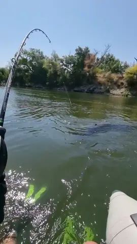 #catfish #siluro #sum #fishing #pesca #wedkarstwo #rivergishing #monsterfish #predatorfish #spinfishing #sports #deporte 