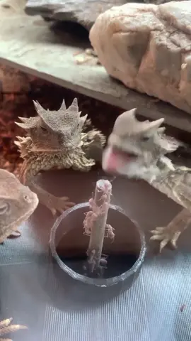 Enjoy these Lizards indulging on a nice buffet!  #ChompChomp #HornedLizards #bugasalt #saltgun #pestcontrol #fireyourflyswatter #RingOfFireAnts