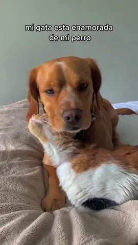 un amor imposible 🐶🐱 ❤️#fyp #dogsoftiktok #catsoftiktok #cat #dog 