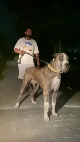 Dog Breed ➡️ BULLY KUTTA From @deep  🐶 Kaintha . #bullybreed #bullykutta #arispedigreeonline #wdogsintheworld #molosser 