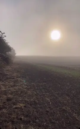 The girls #labradorretriever #retrievers #chapelfarmdogfood #chocolatelab #foxredlab #yellowlab #blacklab #training #teampureflax #gundogtrainer  #slingleygundogs #pickingupteam #fielddoglife #sportingsaint #gundog #instavideo