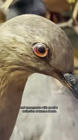 See a Passenger Pigeon exhibit up close in the Hall of New York City Birds. Created in the 1880s, it’s one of the Museum’s earliest displays.🐦 #MuseumTok #PassengerPigeon #biodiversity #extinction #ornithology #otd 