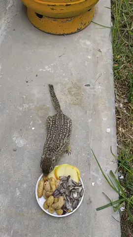 Vamos a darle de comer a teodoro la Ardilla 🥜🍏🌻💕☺️🐿️ #teodorolaardilla #sonespecial #soyjosgs  #viral #parati  #ardillasencasa #ardilla 