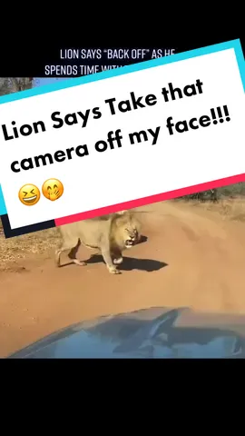 Lion DEMANDS for privacy as he’s about to mate with lioness …. (The camera followed them though, but unfortunately I can’t post the other part on Tik Tok 😆😆) 