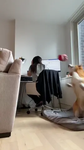 10 points for the light trick #fyp #dogsoftiktok #corgisoftiktok #ReTokforNature