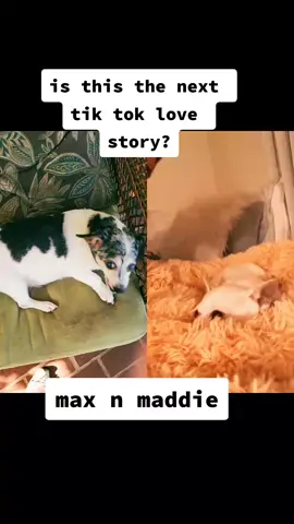 #duet with @mad.chi #dogsoftiktok #angrydogsoftiktok 