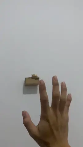 wuiiiii…..#sugarglider #fly #fyp #terbang #viral #sambo