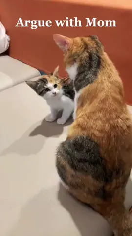 🤣Apparently, the kitten has lots to say...#neverarguewithmom #funnyanimals #PetsOfTikTok #cat #kitten #pet #foryou #fyp #fypシ #viral