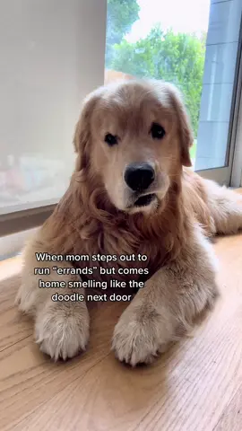 #dogsoftiktok #fluffy #goldenretriever #funnydog