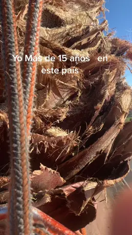 💪🏿#fyp#parati #treework #palmtrees #Az #phoenix #jardinero #arboleros #treeservice